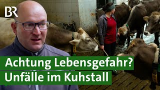 Aggressive Bullen und Kühe mit Kälbern - unterschätzte Gefahr? Unfälle im Stall | Unser Land | BR