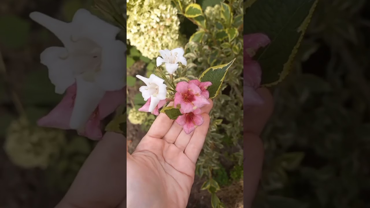 Интересное цветение.