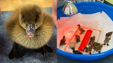 How To Raise Ducks Easy, Clean -Brooder to Coop