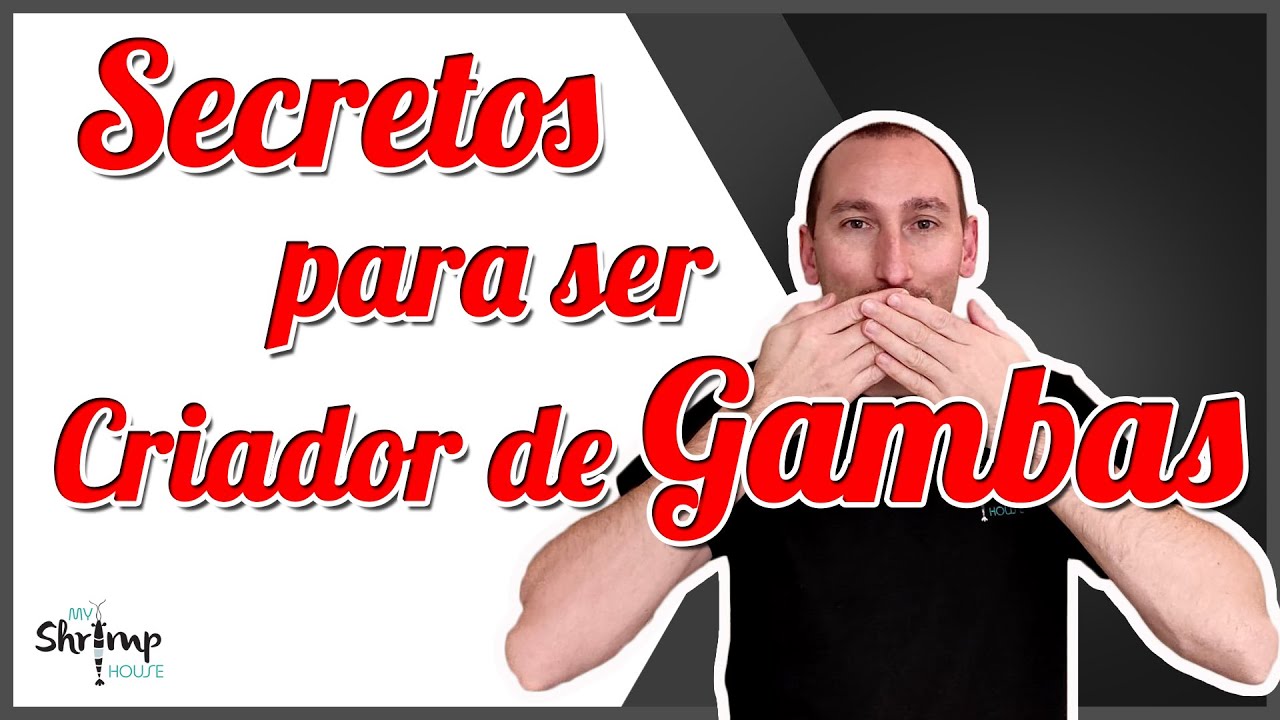 GAMBAS 🦐. Los SECRETOS para criar.