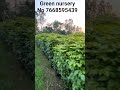 redmachira (china doll)plant available in bulk quantity and All size available contact green nursery