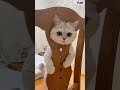 The most adorable little cat! #shorts
