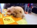 老鬆獅犬太掛住亡犬日日望門口 煉狗術師 Eric Ko 用遊戲同玩具令佢生猛返 (寵物狗救星 - 超級馴犬師 EP06-4)