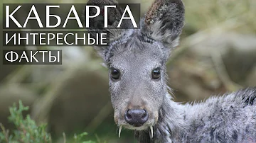 Кабарга - интересные факты