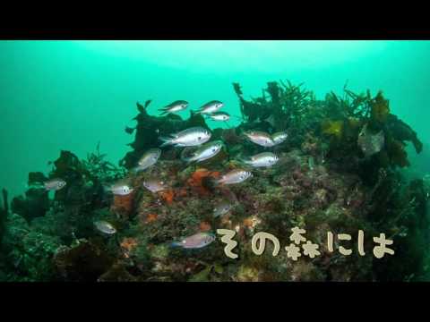 2016年上方水中映像祭り　レモンの森　ニホンアワサンゴ群生地