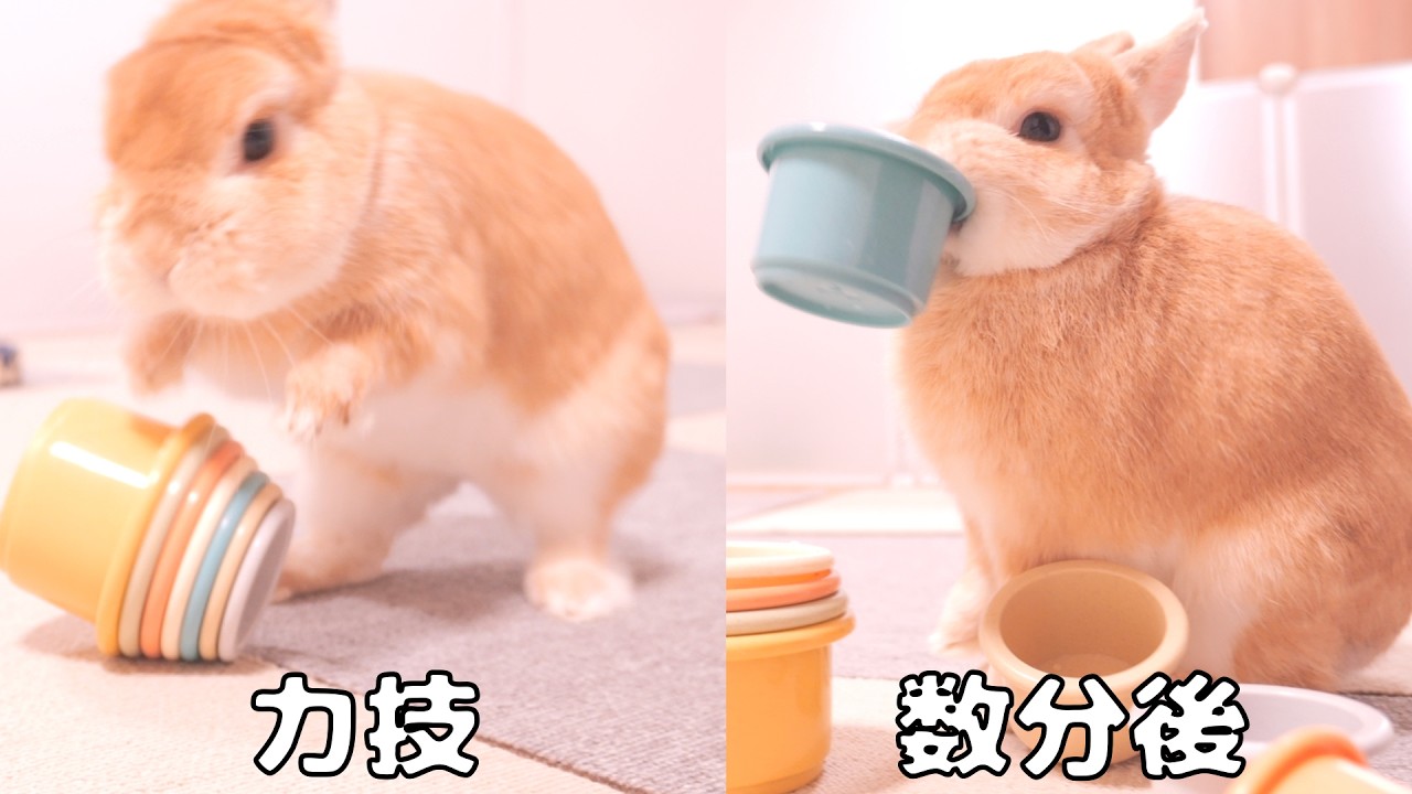 力技を使っていたのに数分後には学習して超頭脳派の行動を見せたうさぎ【No.1862】