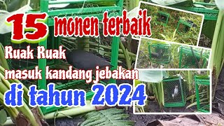 15 ruak ruak terbaik yang berhasil di abadikan di tahun 2024#mikatruakruak #ruakruakganas #burung
