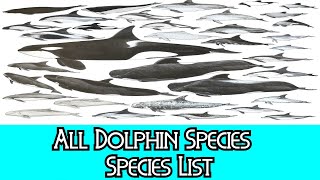 All Dolphin Species  Species List