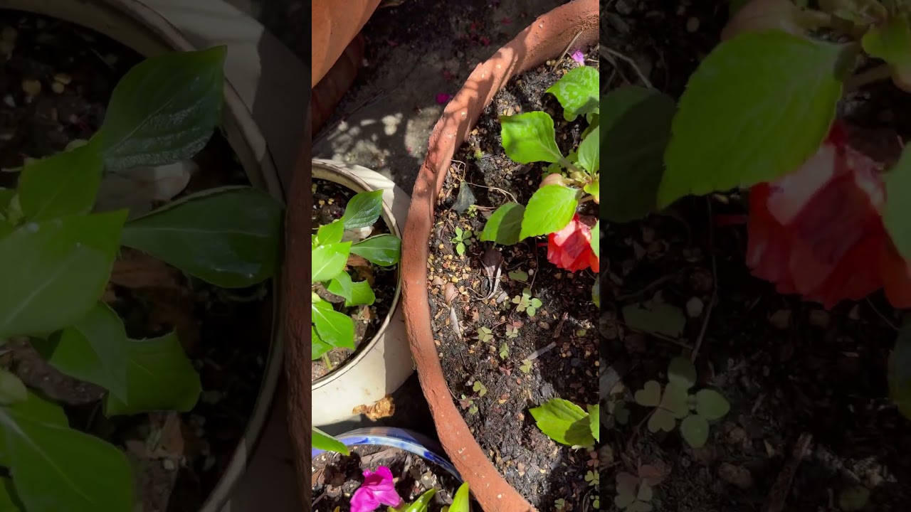 Growing Double Impatients