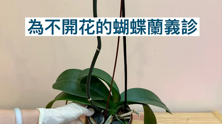 兰花（45）（粤语）蝴蝶兰不开花的主要原因 - 天天要闻