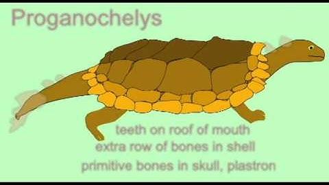REPTILE EXAM: FOSSIL TURTLES.avi