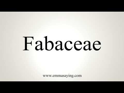 How To Pronounce Fabaceae