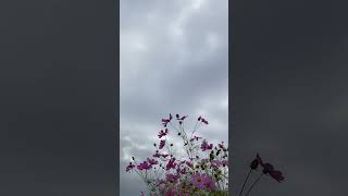 IMG 6826
