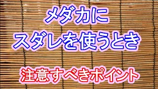 メダカにスダレを使う前に注意すること 滋賀県のメダカ販売店 めだか藁屋 高木正臣