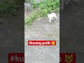 Hanya bisa liat dari jauh 🐱 #catlovers #cat #kucing #kucinglucu #mewers
