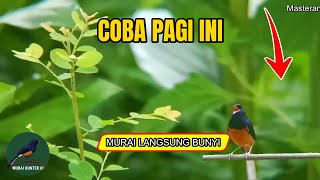 Terapi Murai Batu Drop Mental | Bikin Gacor Lagi Part.4