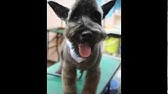 今日感テレビに 北九州片野の犬 カフェが紹介されました 癒しスポット Youtube 今日感テレビに 北九州片野の犬 カフェが紹介されました 癒しスポット Youtube