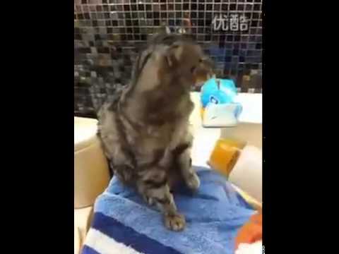 camera iphone 8 plus apk Cat is not afraid of the hair dryer!