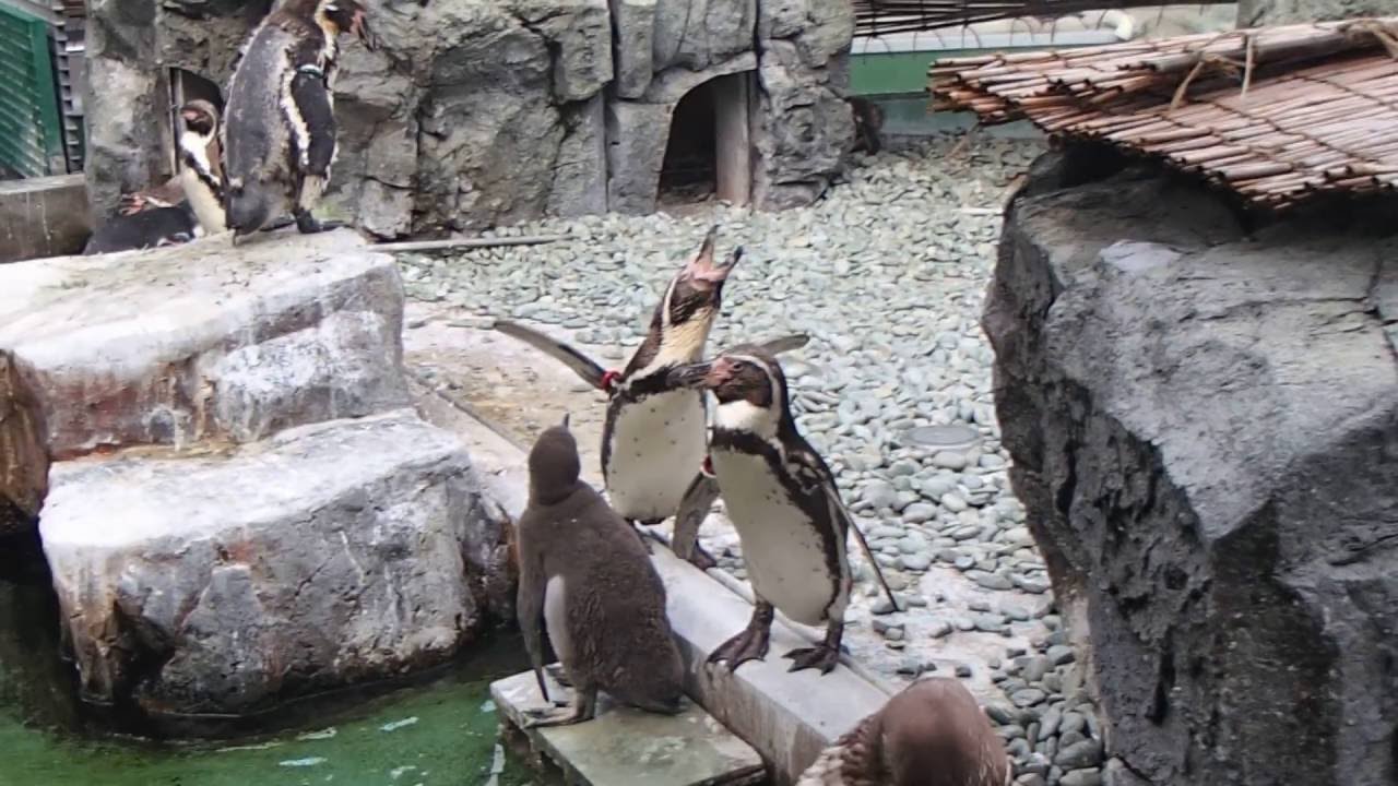 ペンギンの ふえー 4秒 姫路市立水族館 Youtube