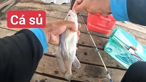 Câu cá sủ, basa cồn Mỹ Hoà Hưng