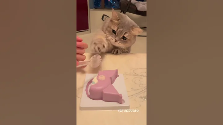 Watch the video about Cat eating cake #funny #kitten #mccattery #cute #shortvideo #catshorts #cat #funnycats #pets