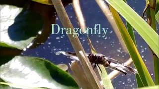 Dragonfly - poem