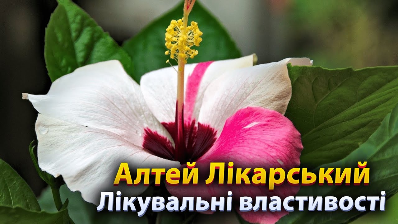 🇺🇦 Алтей лекарственный. Лекарственное растение