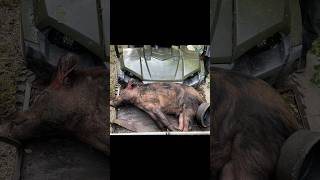 Hog Dogs | Wild hog catch & tie. #outdoors #hunting #florida #outdoorlife #hoghunting #feralhogs