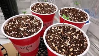SG Grow Series-Part 2 - Black Friday Purchase - World's Strongest THC Strain Grow & Garden Update