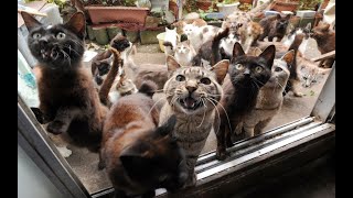 ШОК! Как накормить 70 кошек? Ужин в приюте котиков.  #кормёжка #кошки #приют by Кошки Котики Коты 50 views 1 month ago 2 minutes, 3 seconds