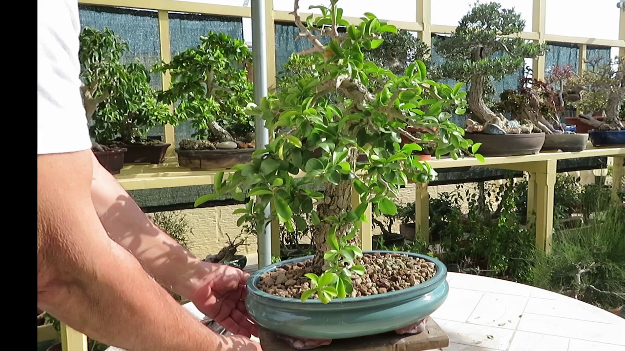 Aberia Caffra (Kei Apple) Bonsai Some Spring Cleaning YouTube