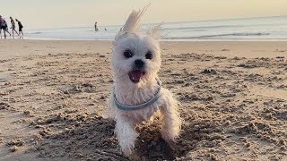 MALTESE PUPPIES WENT INSANE ON THE BEACH