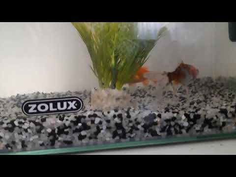 poisson rouge comète