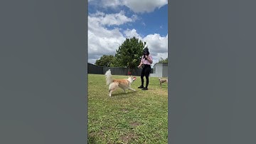 Dog tricks with a Border Collie and Italian Greyhound #dogtraining
