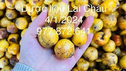 Táo mèo, ba kích, sâm cau, ngọc cẩu, sâm đá 4/1- 977/872/641