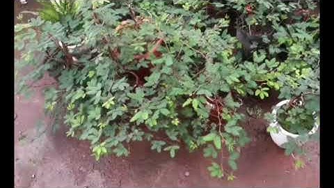 Toàn cây Trinh nữ - cây Xấu hổ