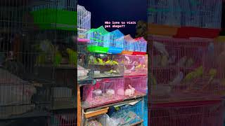 Who will buy a rabbit ? #rabbit #petshop #pethub #petlover #shortsyoutube #shorts