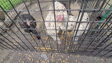 Rov pub qaib pub os dua os. 8/3/2025