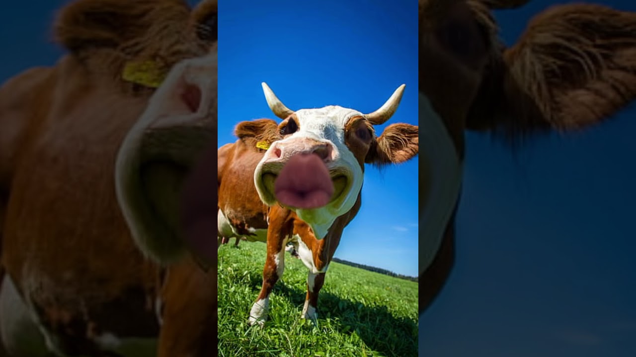 Cow 