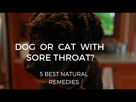 Video: How To Treat Dog Hoarseness