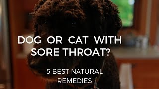 Sore Throat Remedies For Dogs and Cats (and People!)