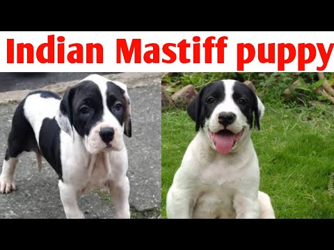 indian mastiff puppy price