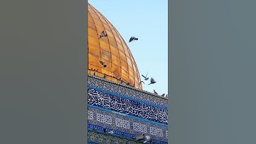 تلاوة من الشيخ وليد السعيدان