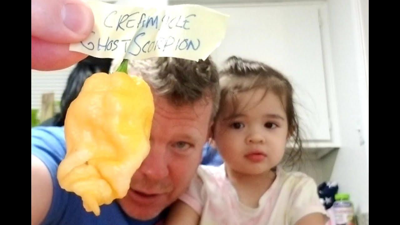 Creamsicle Ghost Scorpion & Naga Viper YouTube