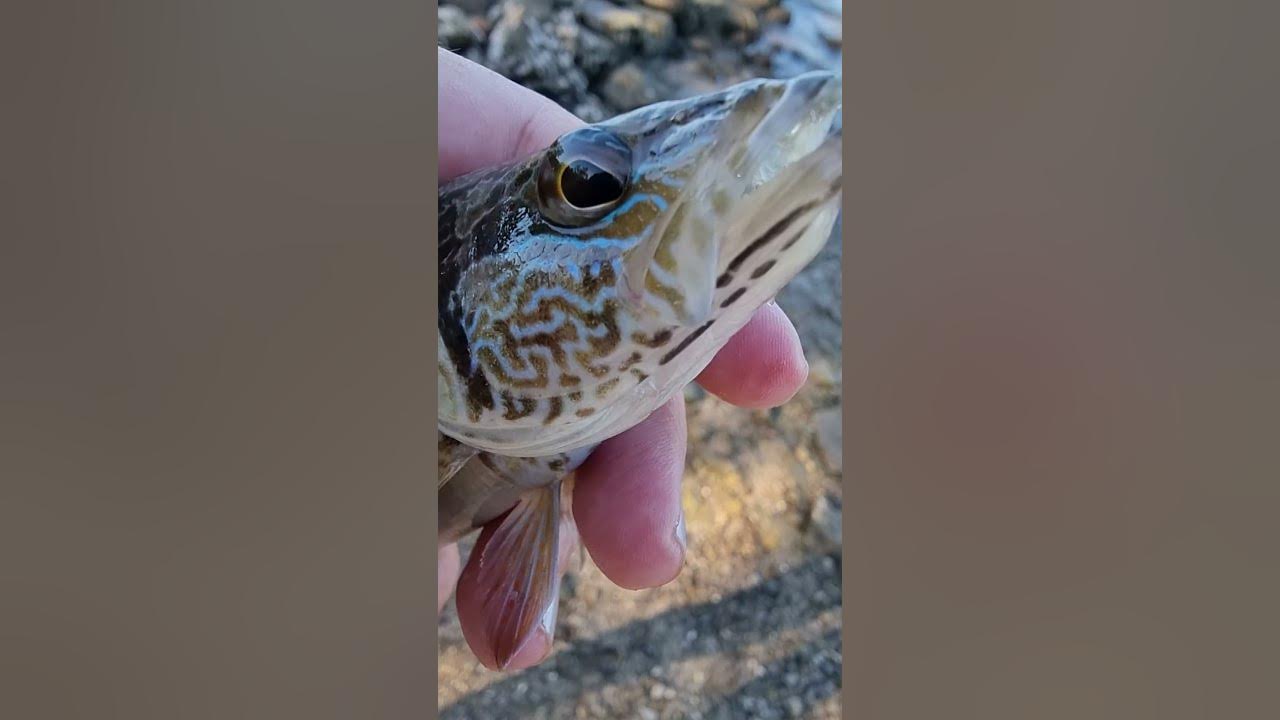 Painted comber, Serranus scriba, beautiful colorful fish 