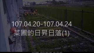 107/04/20~107/04/24 -- 菜圃的日昇日落1