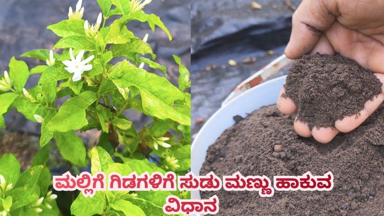 ಮಲ್ಲಿಗೆ ಗಿಡಗಳಿಗೆ ಸುಡು ಮಣ್ಣು ಹಾಕುವ ವಿಧಾನ... #ಮಲ್ಲಿಗೆ #gardening #malligeflowers #jasmineplant 