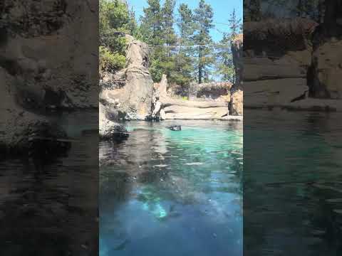 Oregon Zoo Sea Otters Have An Afternoon Snack