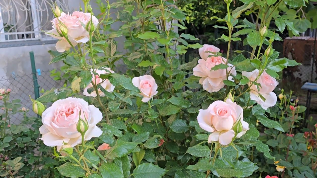 Розы разбушевались !!! ❤❤❤