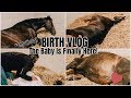 The Baby Is Finally Here!!! ♡ (BIRTH VLOG) | My Pregnant Horse Pt.13
